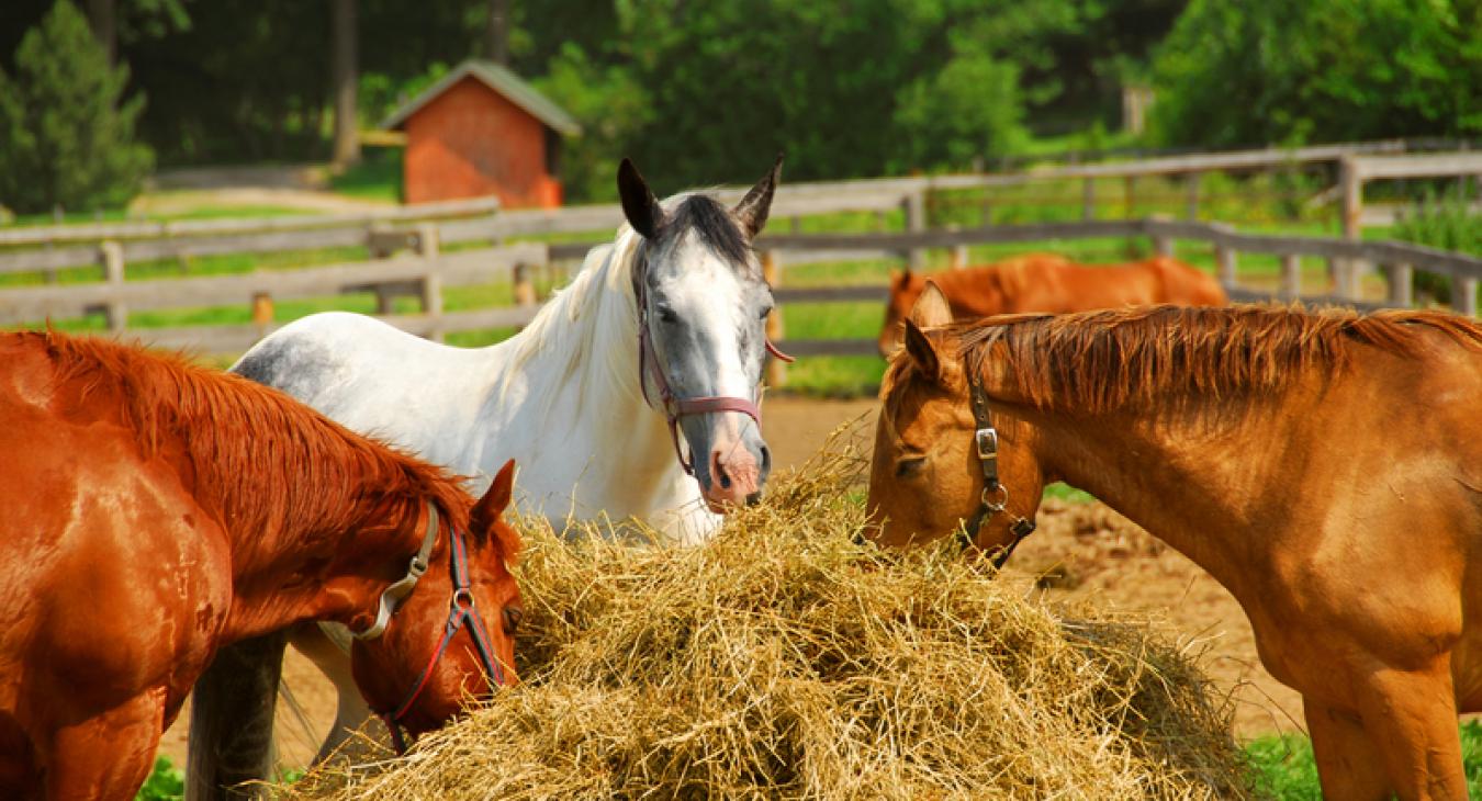 horses