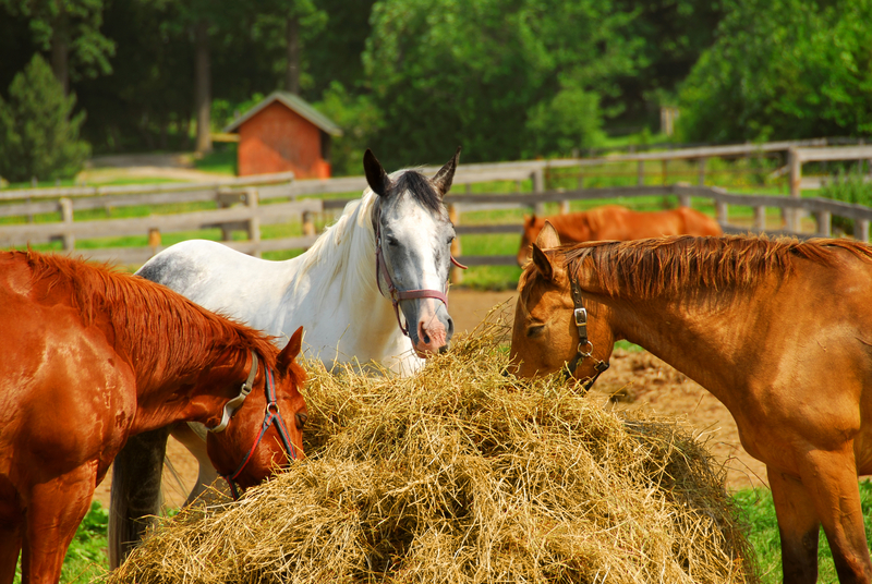 horses